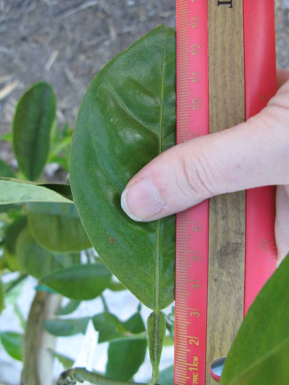              Unifoliolate leaf (Winter Haven, FL)       